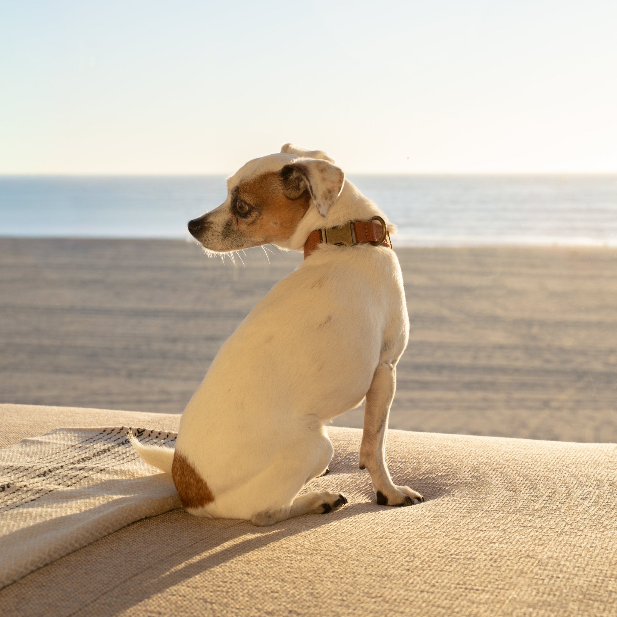 Hemp Cotton Adjustable Dog Collar Joshua Tree