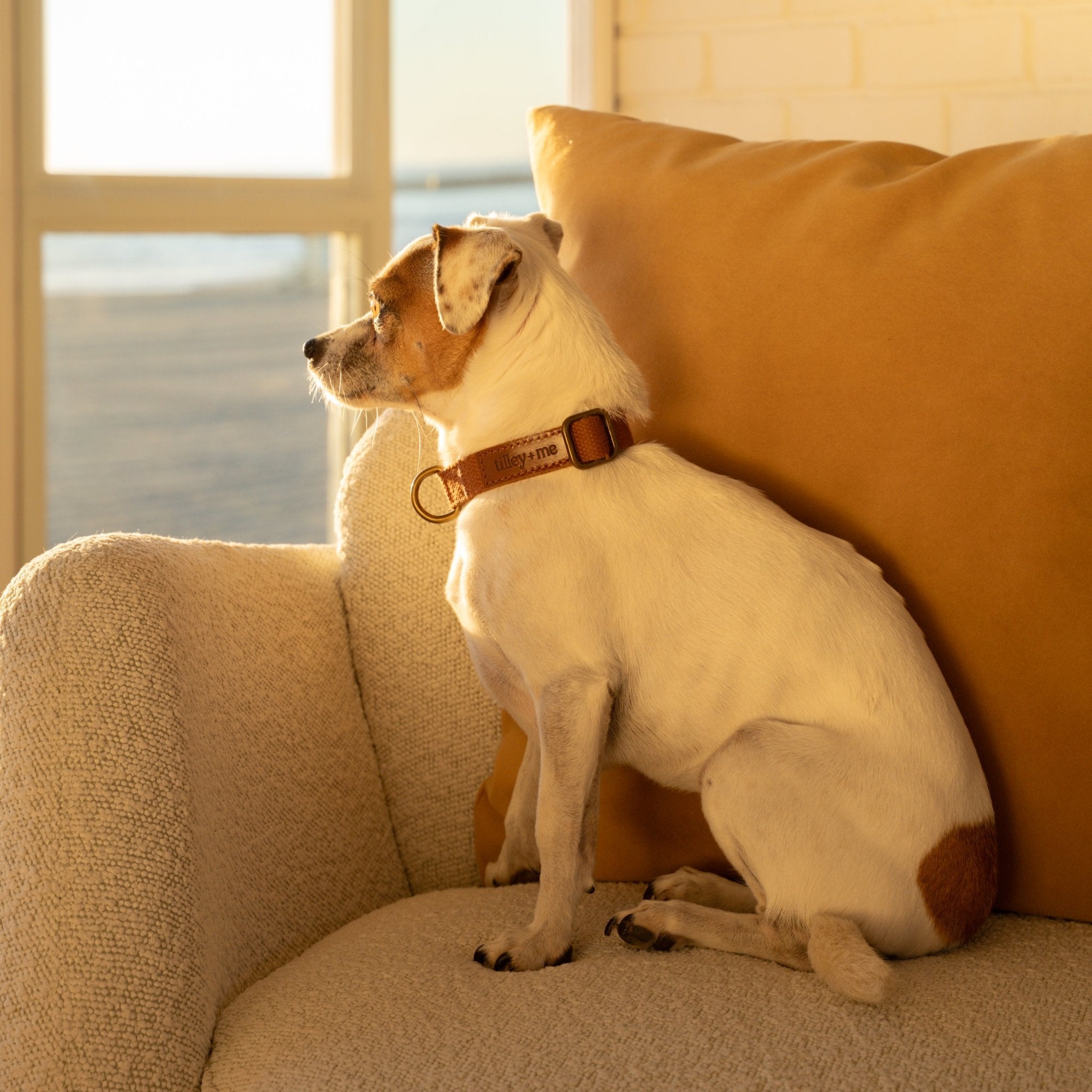 Hemp Cotton Adjustable Dog Collar Joshua Tree