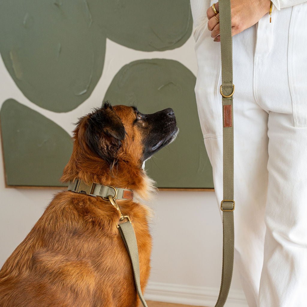 Hemp Cotton Adjustable Dog Collar Joshua Tree