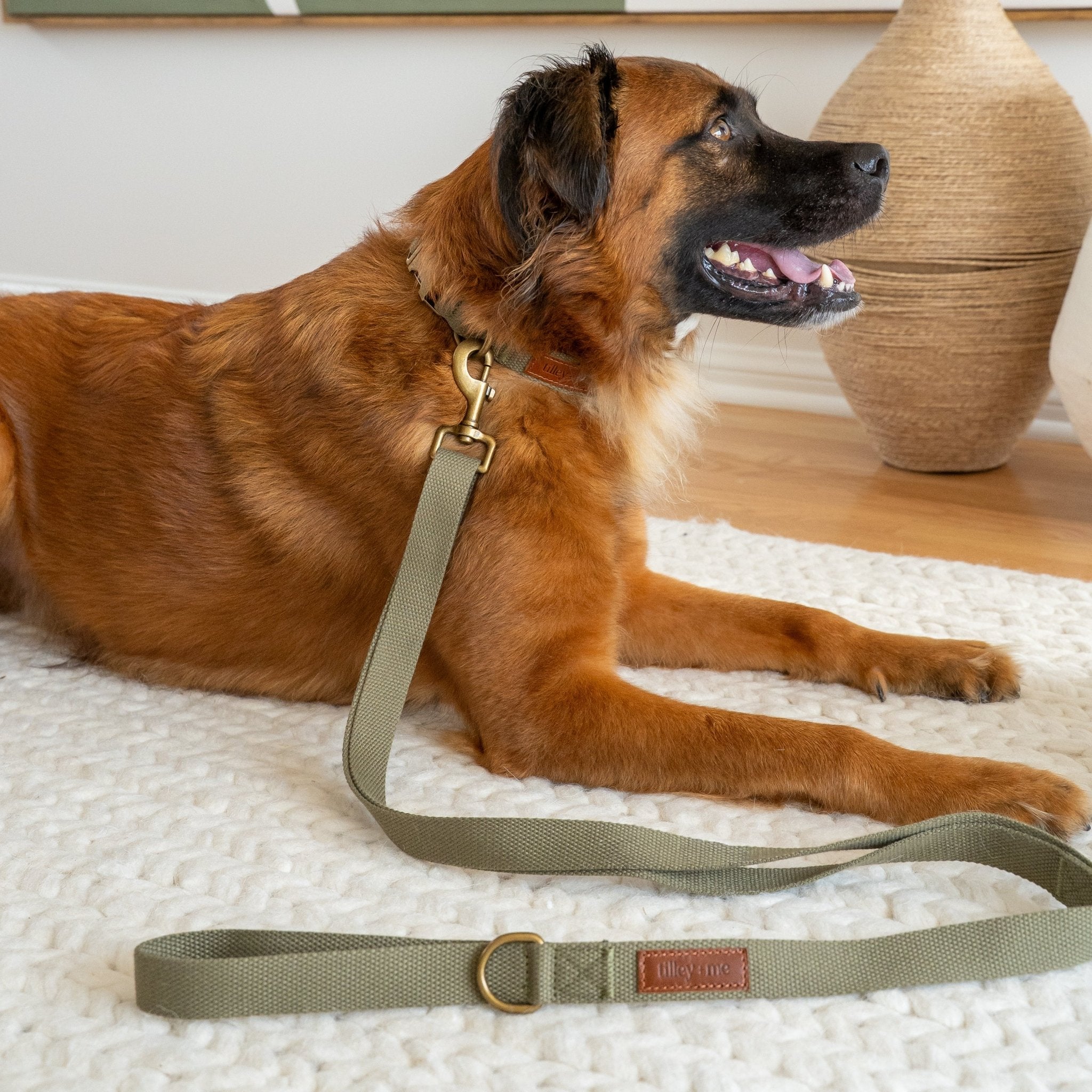 Hemp Cotton Adjustable Dog Collar Joshua Tree
