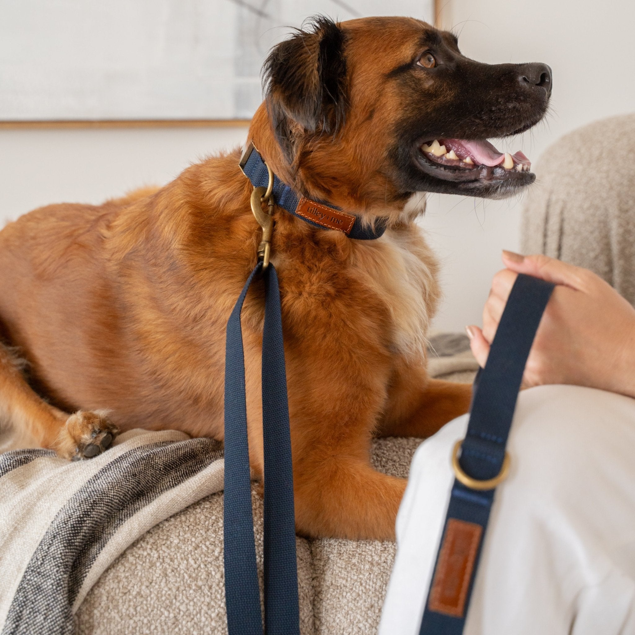 Hemp Cotton Adjustable Dog Collar Joshua Tree