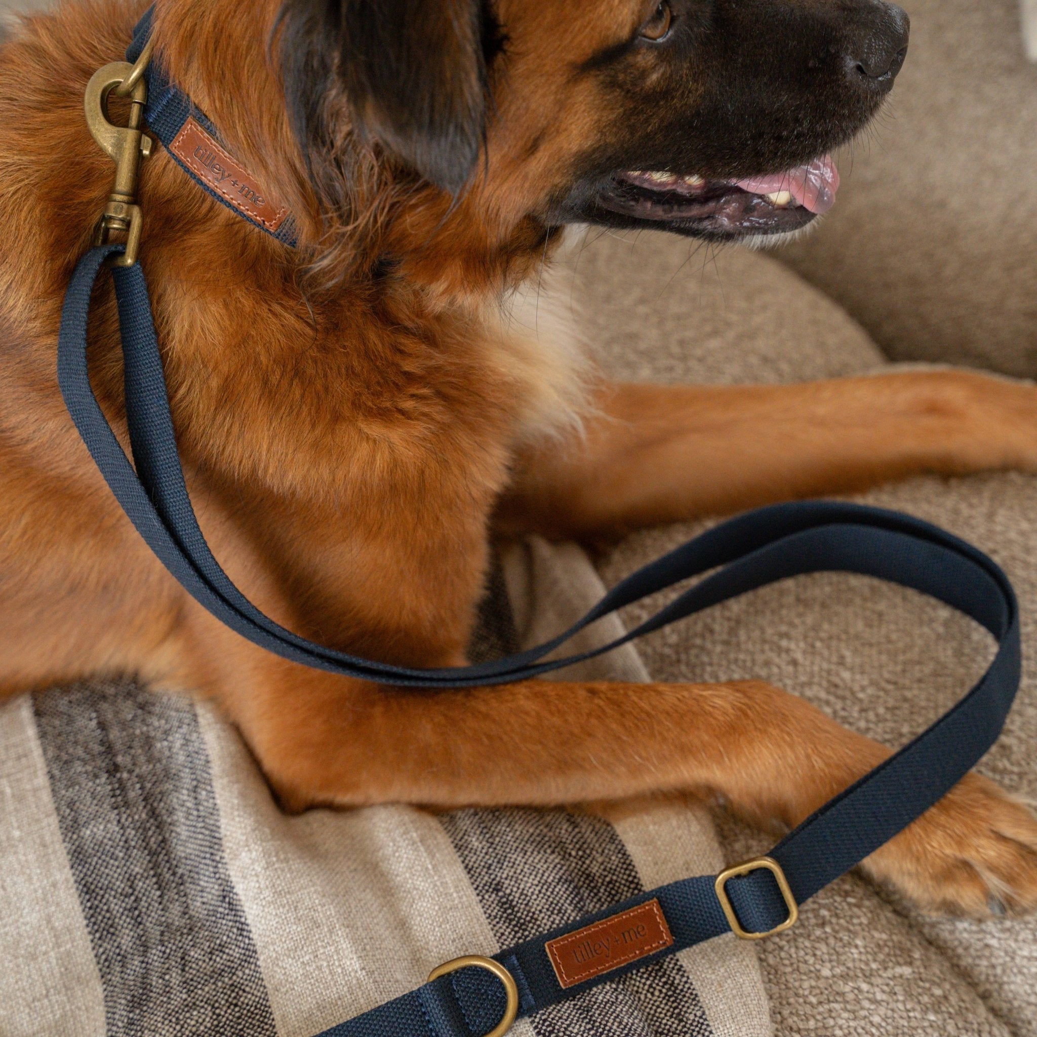 Hemp Cotton Adjustable Dog Collar Joshua Tree