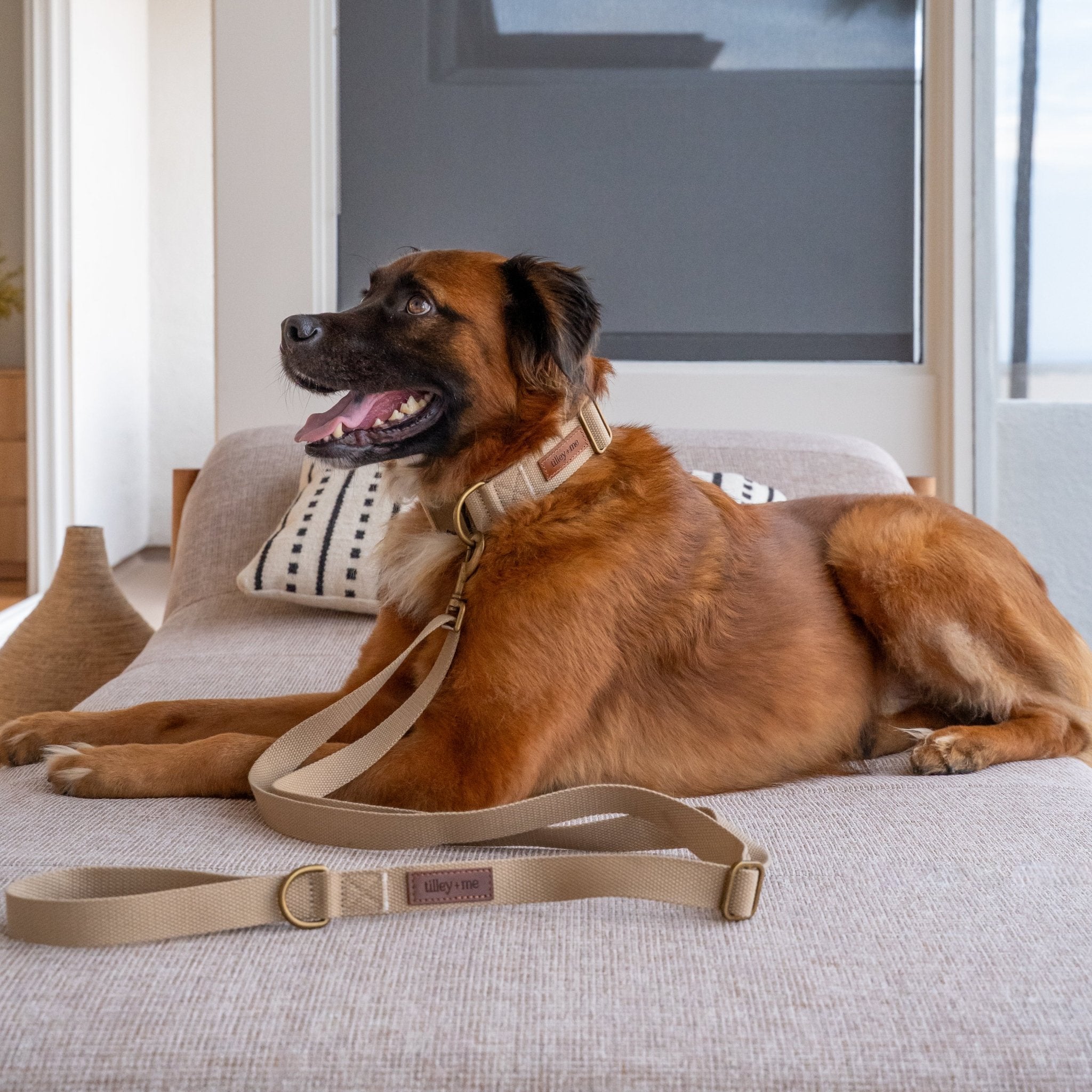 Hemp Cotton Adjustable Dog Collar Joshua Tree