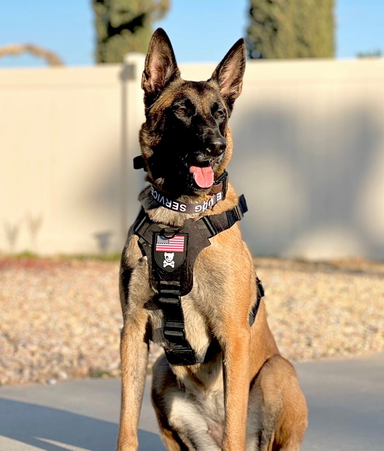 K9R M1 LightSpeed Dog Harness for Large Dogs