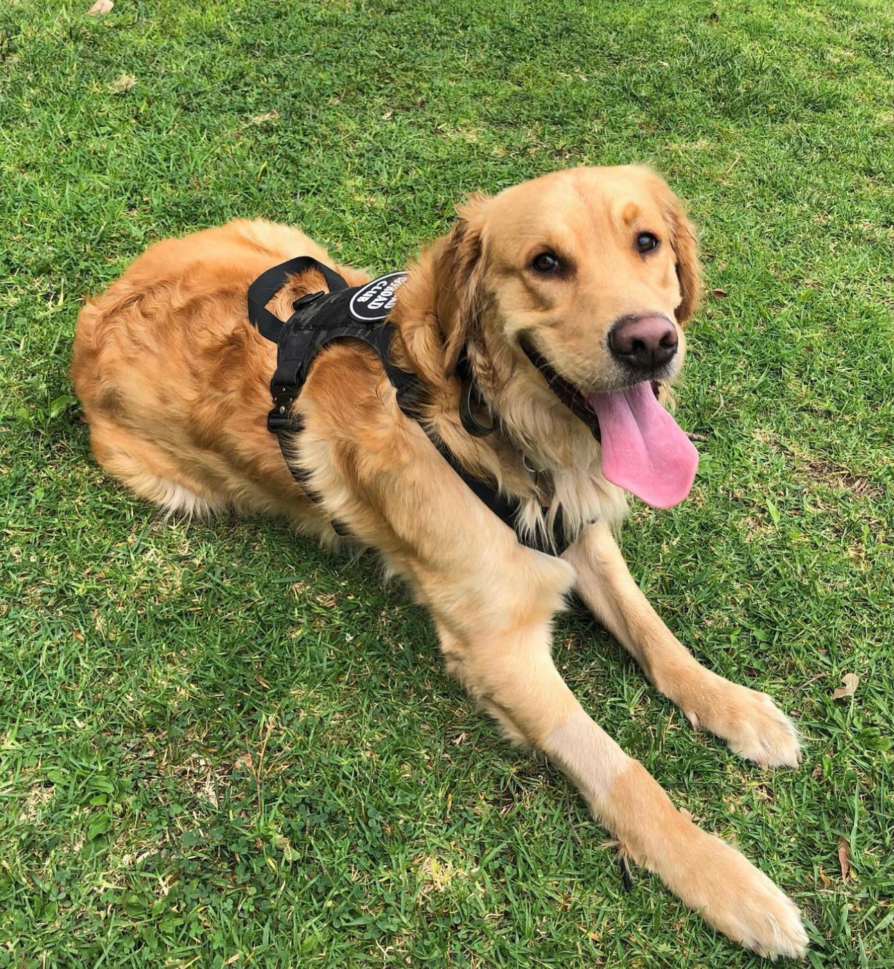 K9R M1 LightSpeed Dog Harness for Large Dogs