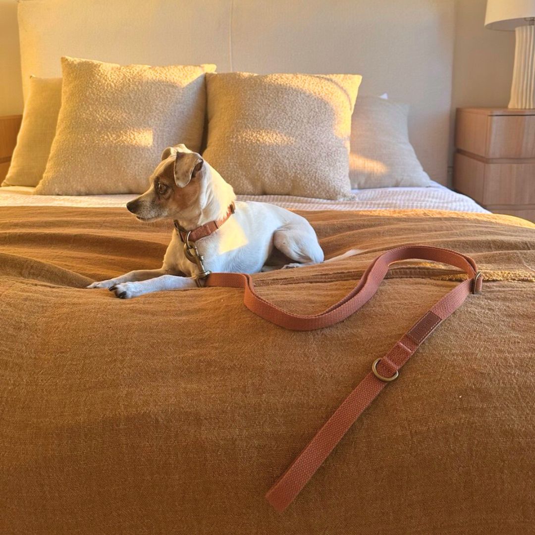 Hemp Cotton Adjustable Dog Collar Joshua Tree