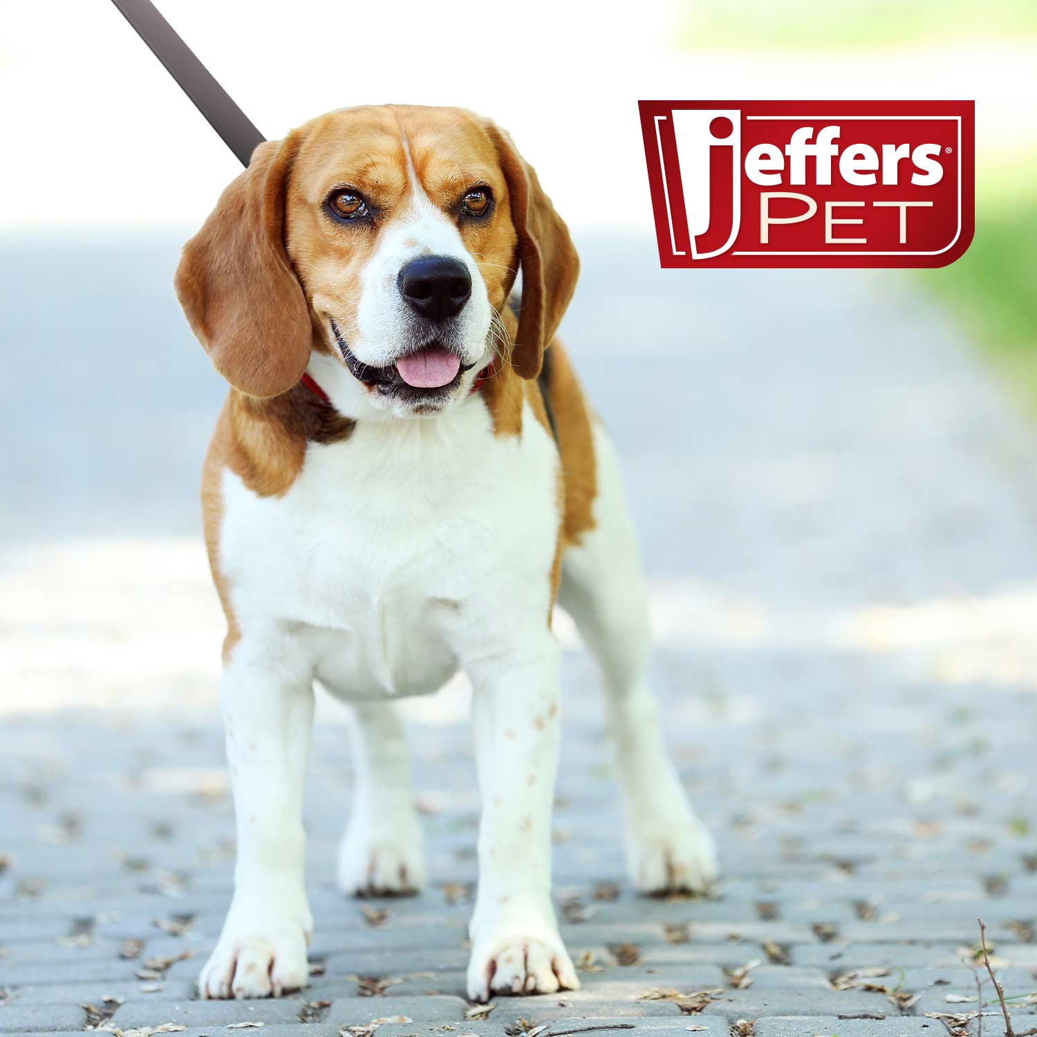 Flat Leather Dog Leash with Hand Strap Handle